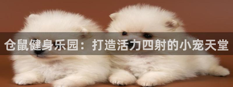 意昂3官网：仓鼠健身乐园：打造活力四射的小宠天堂